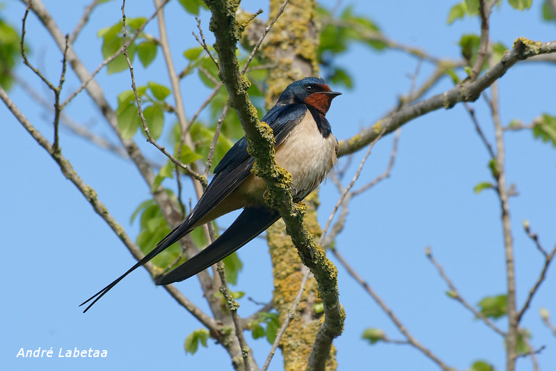 Hirondelle rustique.jpg